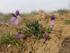 Viola trinervata