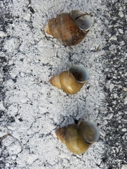 Heterogen japonica