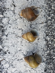 Heterogen japonica
