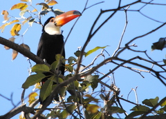 Ramphastos toco