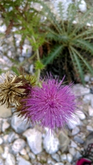 Cirsium bicentenariale