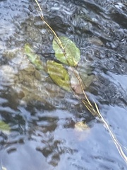 Potamogeton amplifolius
