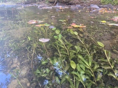 Potamogeton amplifolius