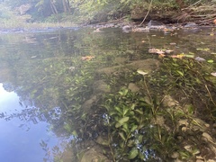Potamogeton amplifolius