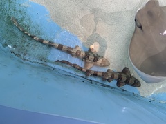 Hemiscylliidae