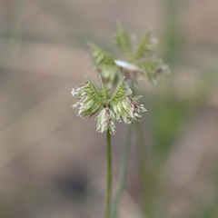Dactyloctenium radulans