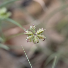 Dactyloctenium radulans
