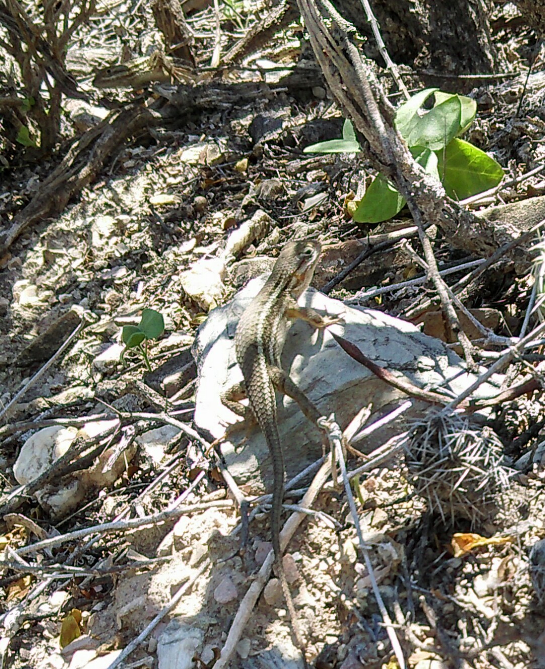 Queretaran Desert Lizard photo 2