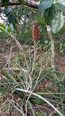 Ananas