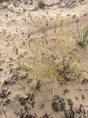 Cordylanthus wrightii