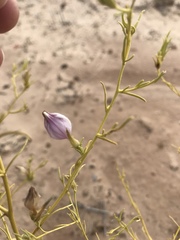 Cordylanthus wrightii