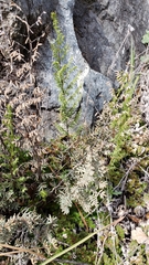 Pellaea mucronata mucronata