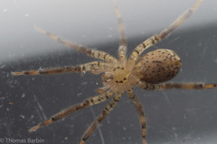Zora hespera