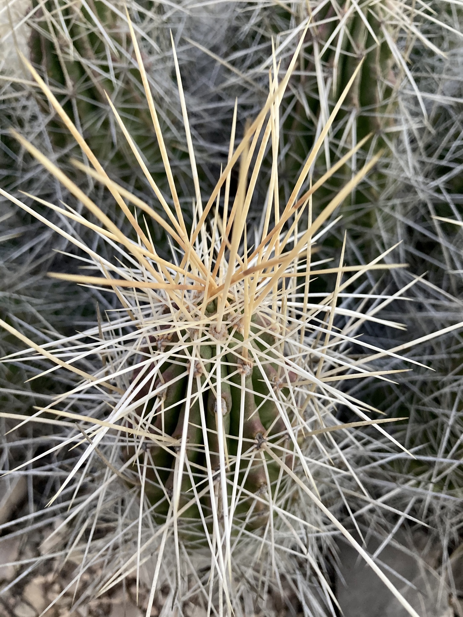 Echinocereus stramineus