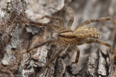 Zora hespera