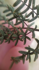 Pellaea mucronata mucronata