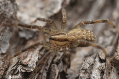 Zora hespera