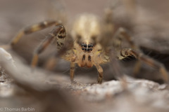 Zora hespera