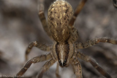 Zora hespera