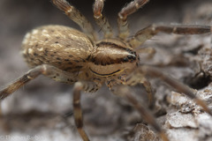 Zora hespera