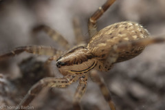 Zora hespera