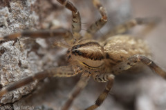 Zora hespera