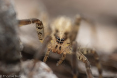 Zora hespera