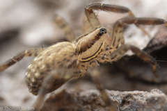 Zora hespera