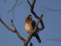 Saltatricula multicolor