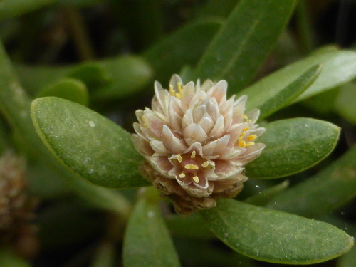 Blutaparon vermiculare