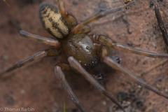 Callobius pictus