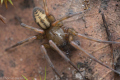 Callobius pictus