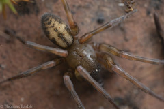 Callobius pictus