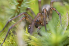 Callobius pictus