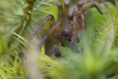 Callobius pictus