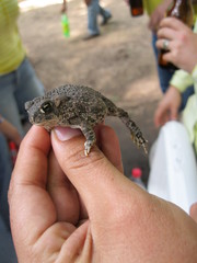 Anaxyrus compactilis