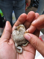 Anaxyrus compactilis