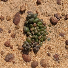 Dudleya brevifolia