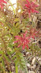 Pedicularis densiflora aurantiaca