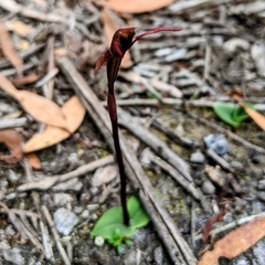 Chiloglottis reflexa