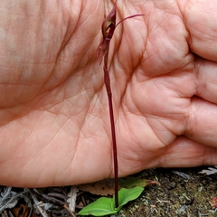 Chiloglottis reflexa