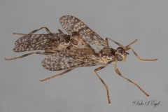 Boreothrinax maculipennis