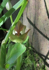 Pterostylis areolata