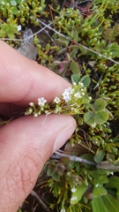 Plagiobothrys bracteatus