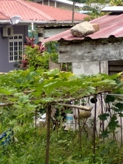 Cucurbita maxima maxima