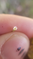 Plagiobothrys bracteatus