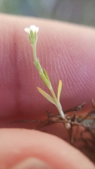 Plagiobothrys bracteatus