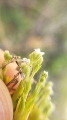 Plagiobothrys bracteatus