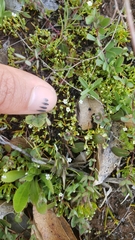 Plagiobothrys bracteatus