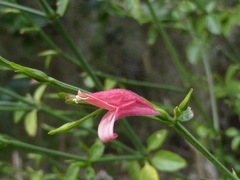 Dicliptera sexangularis image